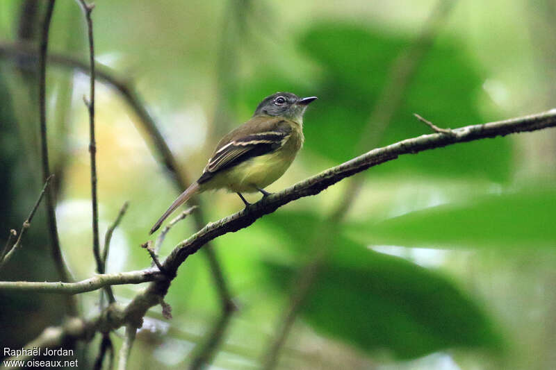 Black-billed Flycatcheradult