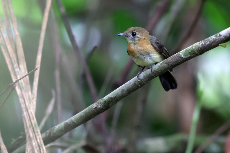 Sulphur-rumped Myiobius