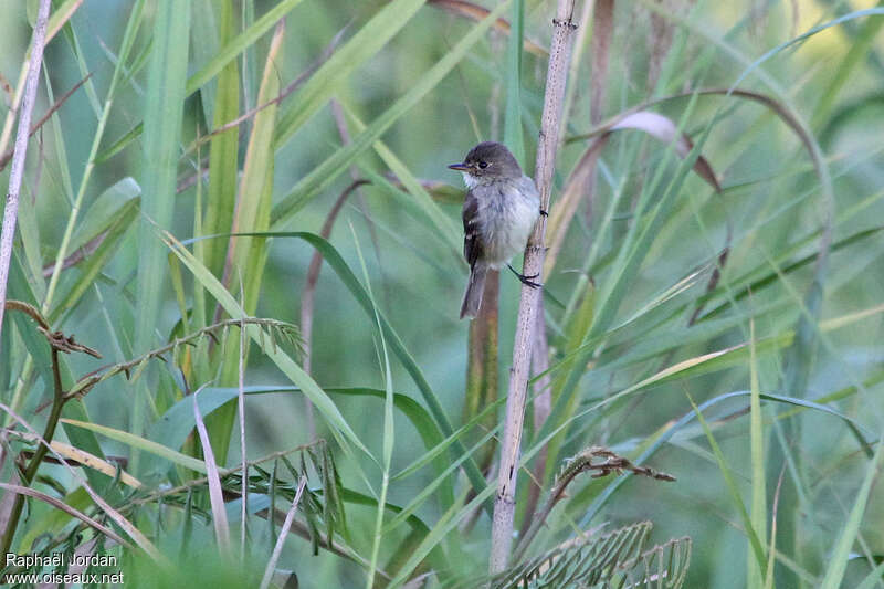 White-throated Flycatcheradult