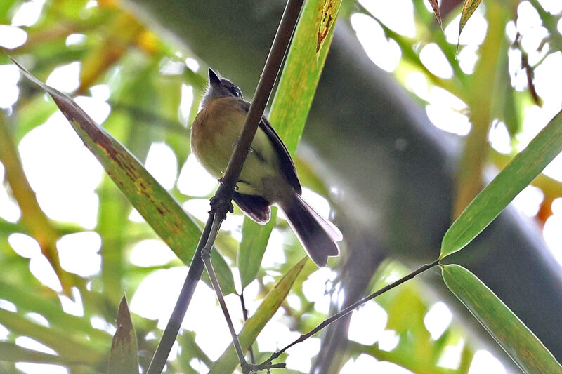 Tawny-chested Flycatcher