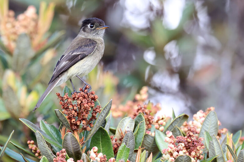 Black-capped Flycatcher