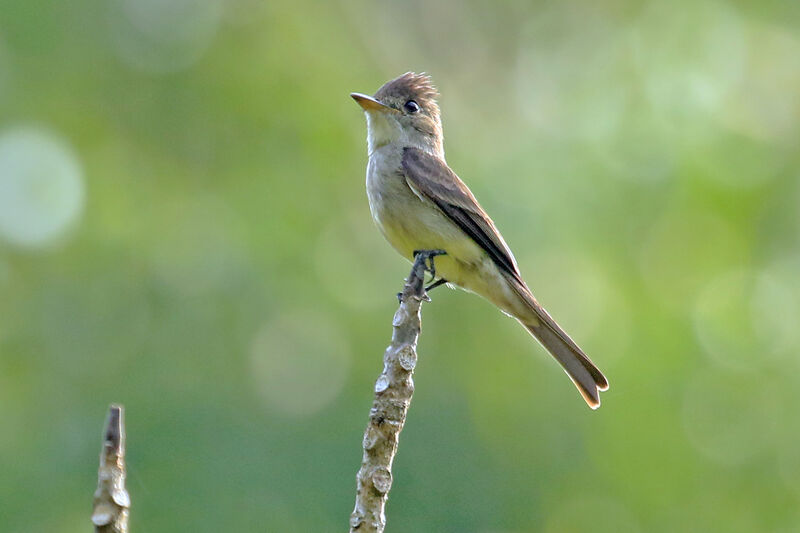 Moucherolle de Bonaparte, identification