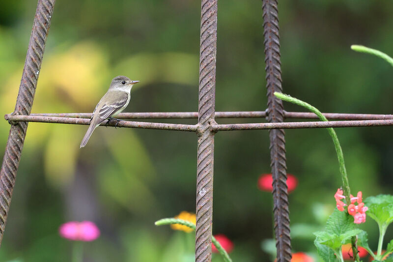 Willow Flycatcher