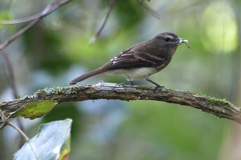 Fuscous Flycatcheradult