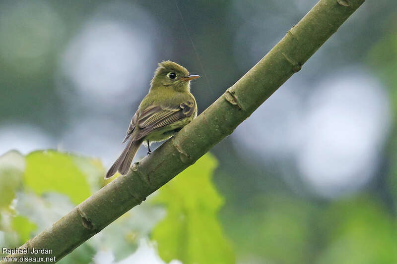 Yellowish Flycatcheradult, habitat, pigmentation, Behaviour