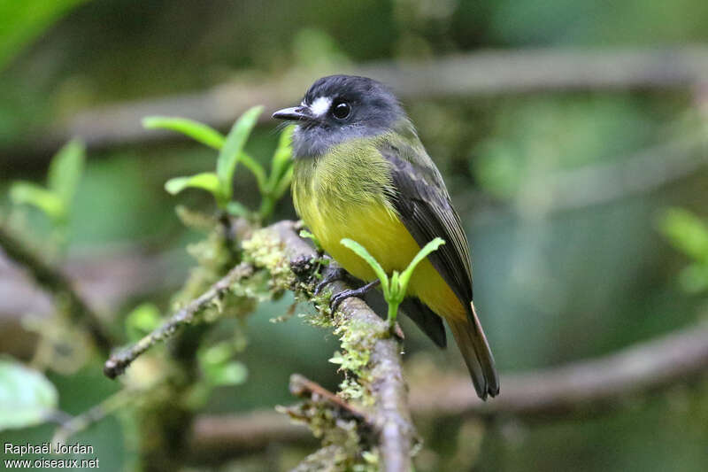 Ornate Flycatcheradult, identification