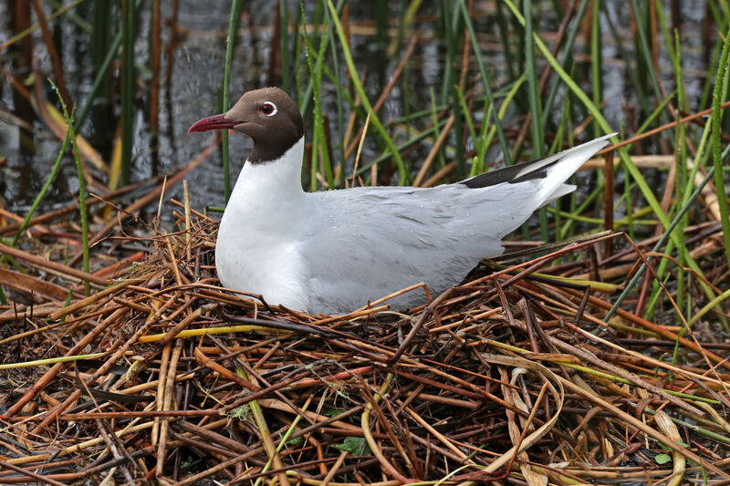 Brown-hooded Gulladult breeding, Reproduction-nesting