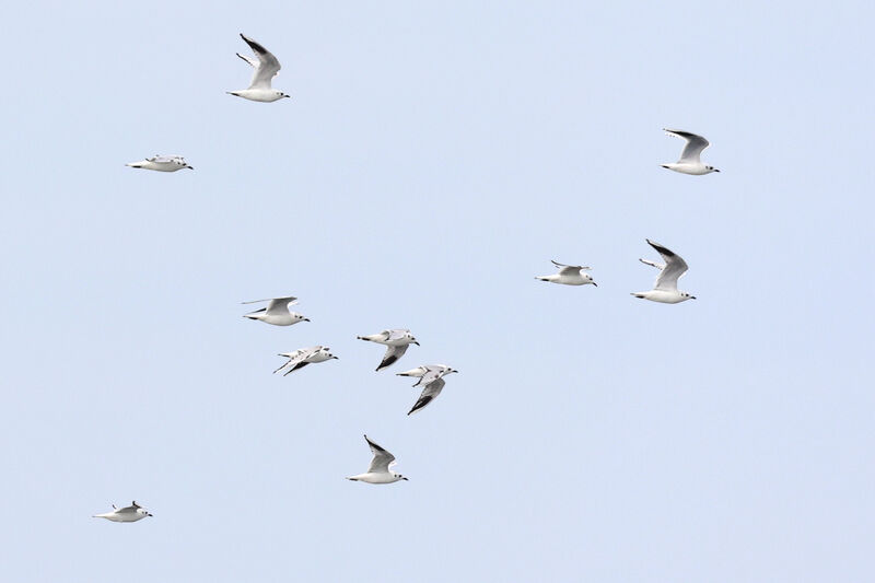 Saunders's Gull