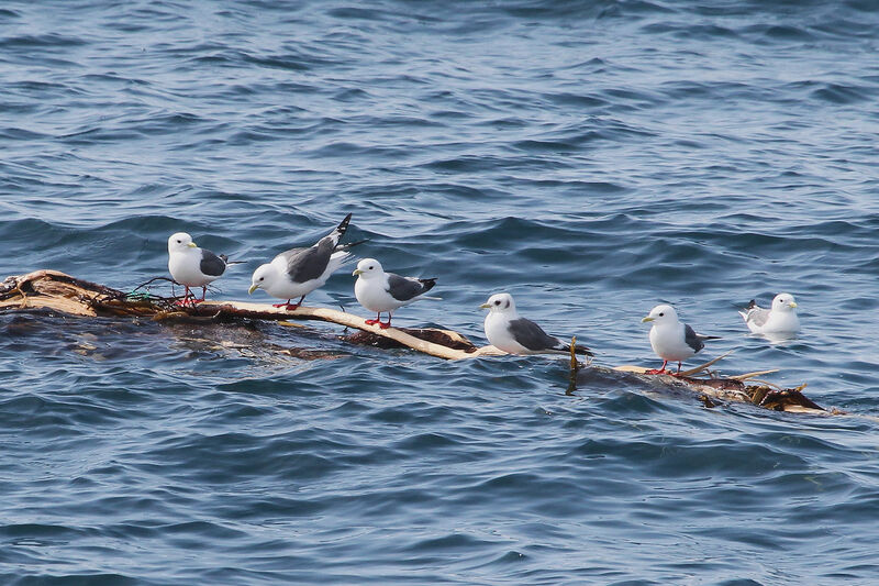 Mouette des brumes