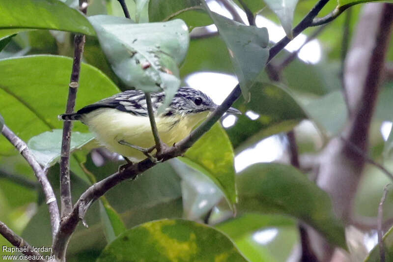 Yellow-throated Antwren