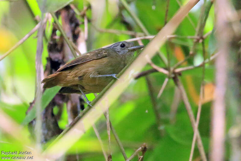 Salvadori's Antwren female adult, identification