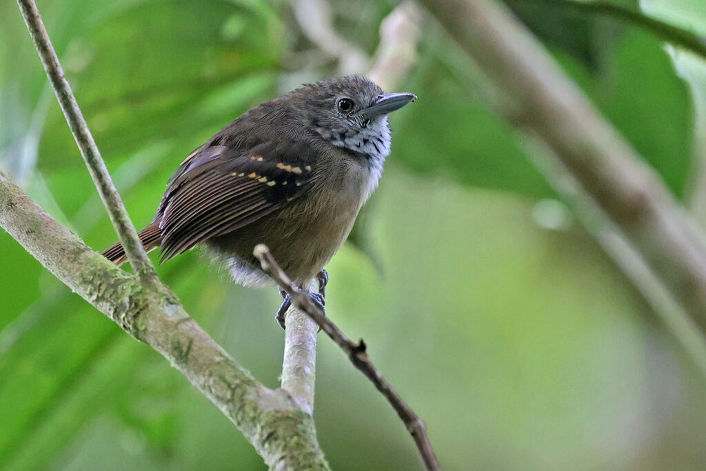 Checker-throated Stipplethroat