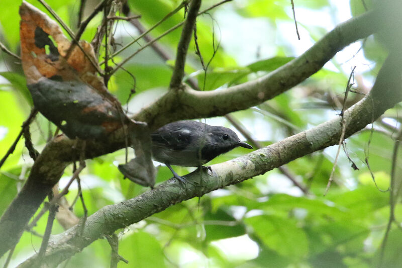 Long-winged Antwren male adult