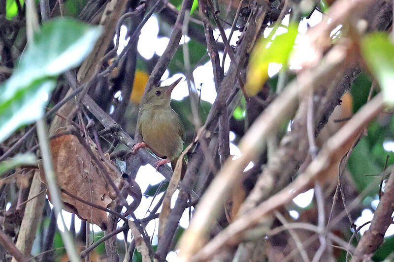 Grey Longbill