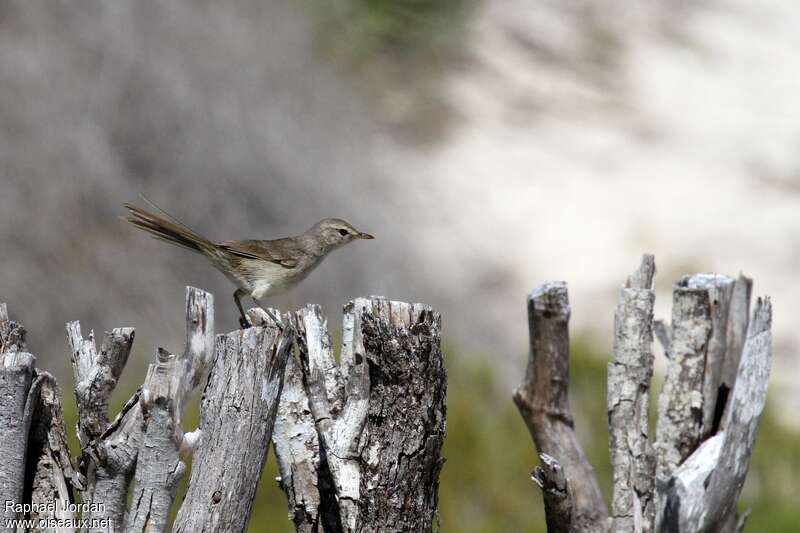 Subdesert Brush Warbleradult