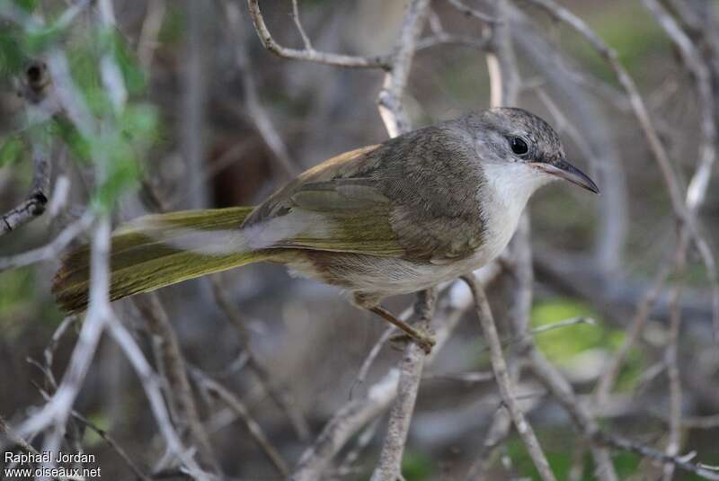 Nésille kiritikaadulte, identification