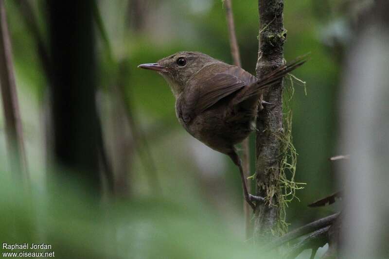 Malagasy Brush Warbler, pigmentation, Behaviour