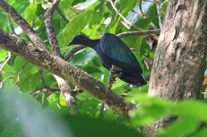 Nicobar Pigeon