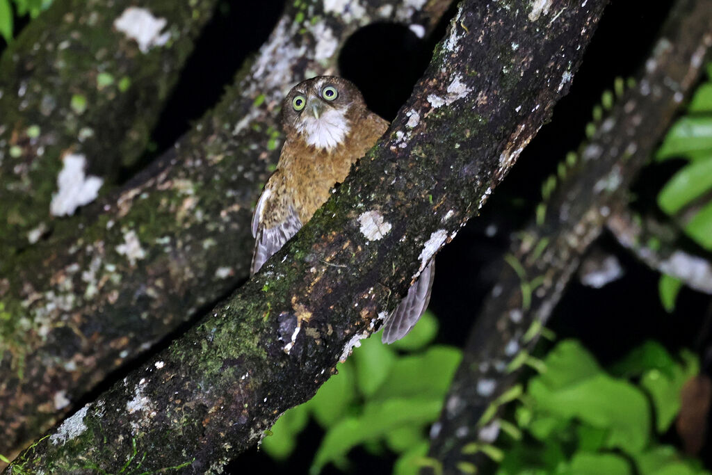 Ninoxe de Cebuadulte