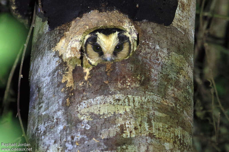 Buff-fronted Owladult, habitat, pigmentation