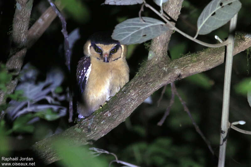 Buff-fronted Owladult, habitat, pigmentation