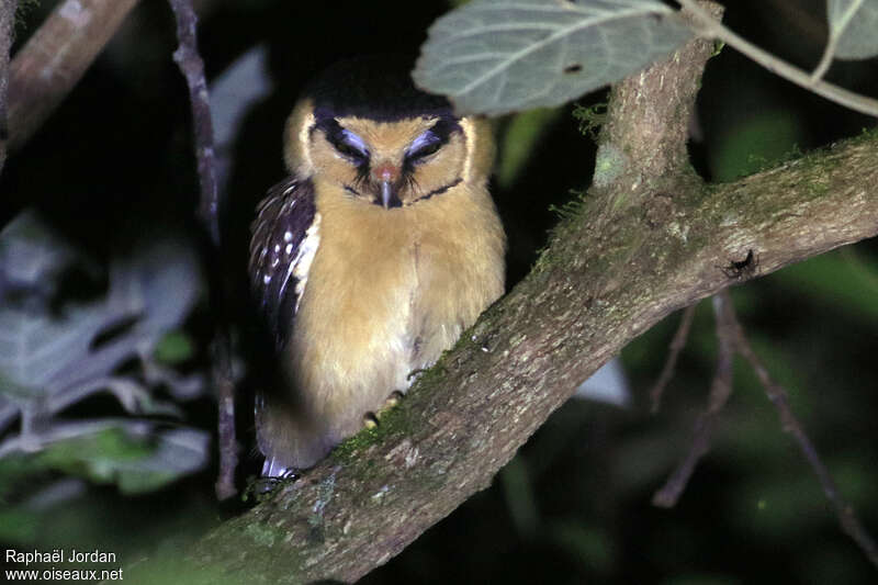 Buff-fronted Owladult, identification