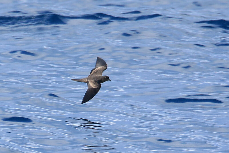 Leach's Storm Petrel