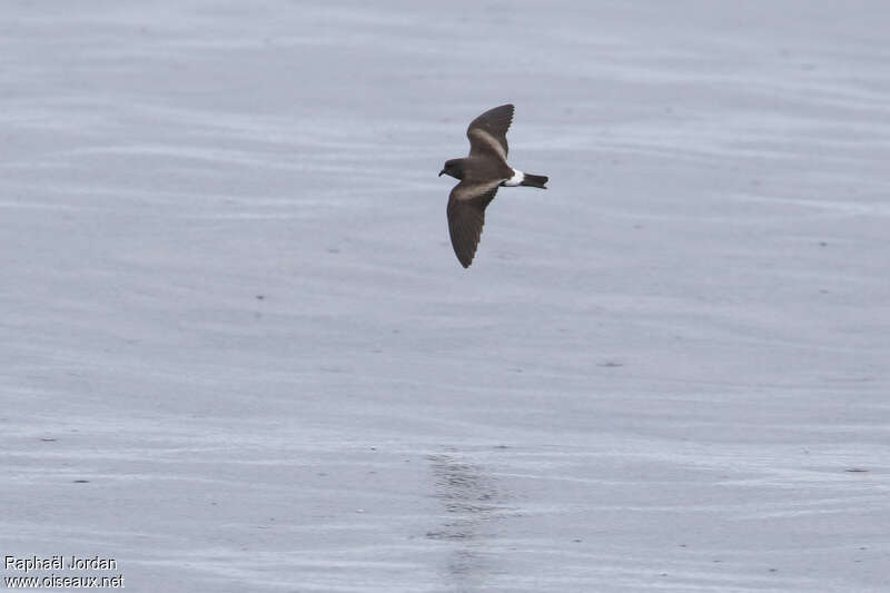 Monteiro's Storm Petreladult, identification