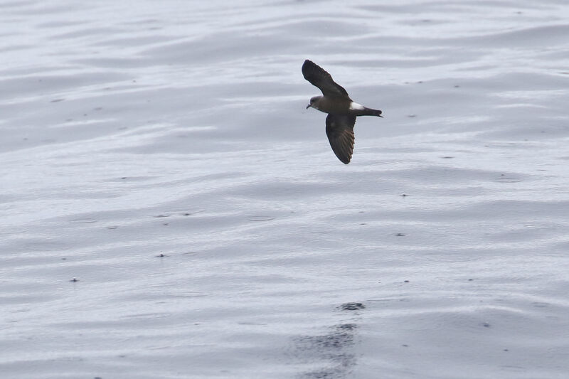 Monteiro's Storm Petreladult