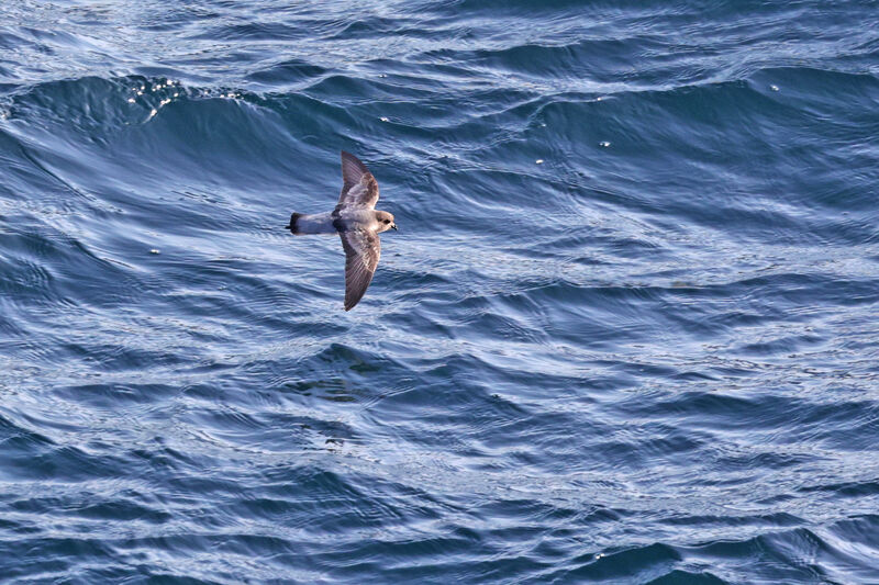 Grey-backed Storm Petrel