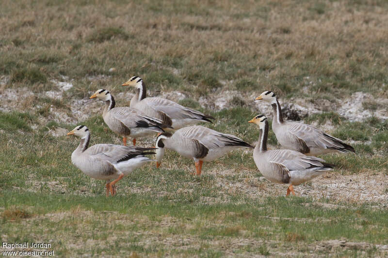 Oie à tête barréeadulte nuptial, habitat, pigmentation, Comportement