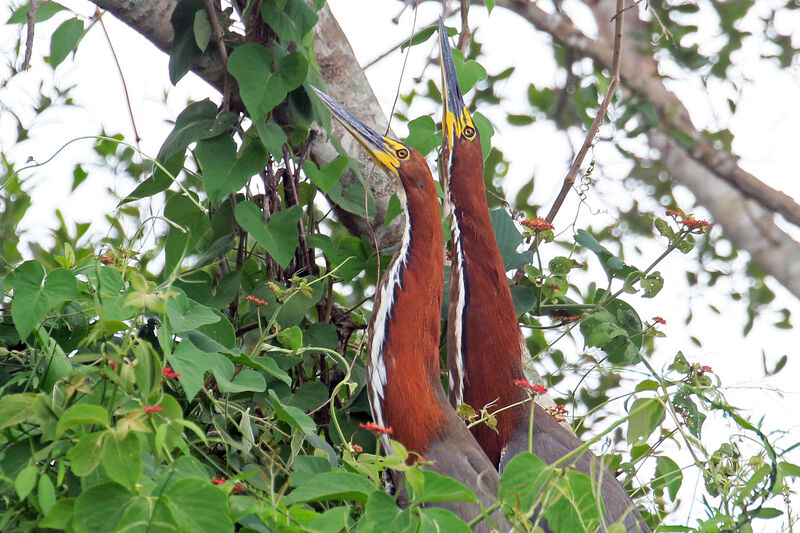 Rufescent Tiger Heronadult breeding