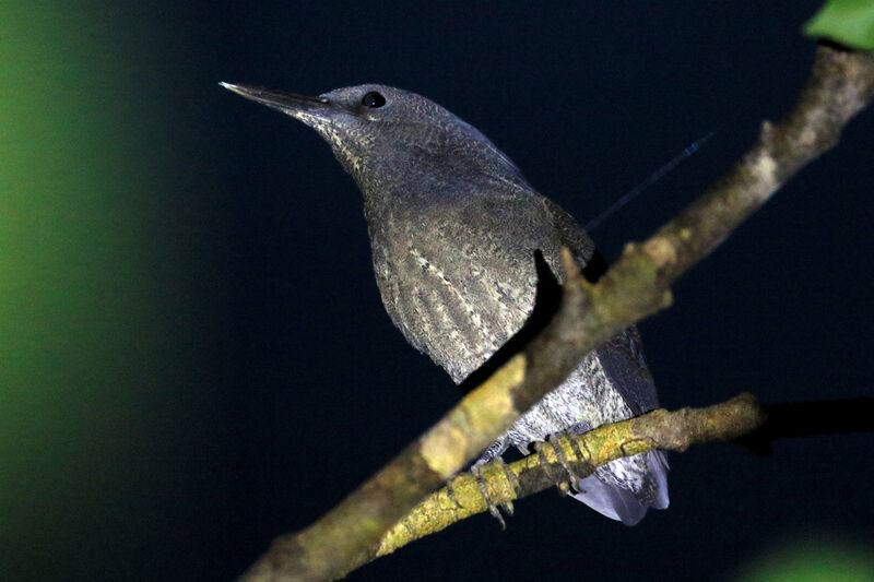 Zigzag Heron