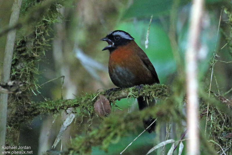 Oréotangara élégant mâle adulte, identification, chant