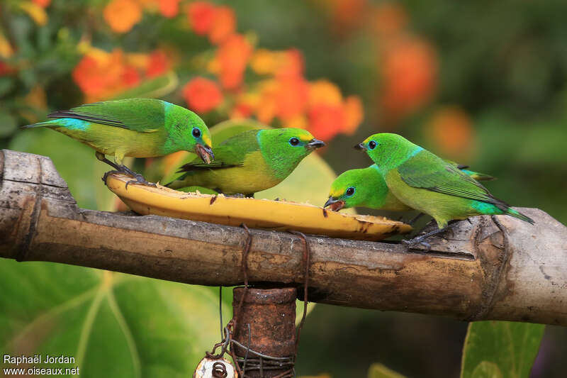 Blue-naped Chlorophonia, eats