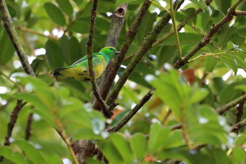 Golden-browed Chlorophonia