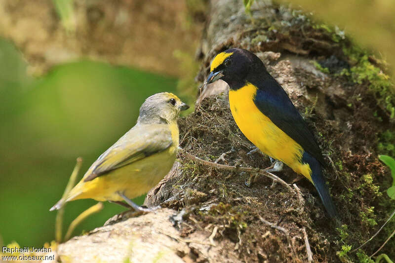 Scrub Euphoniaadult breeding, pigmentation