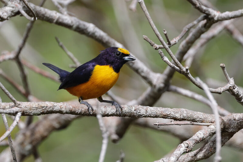 Finsch's Euphonia male adult