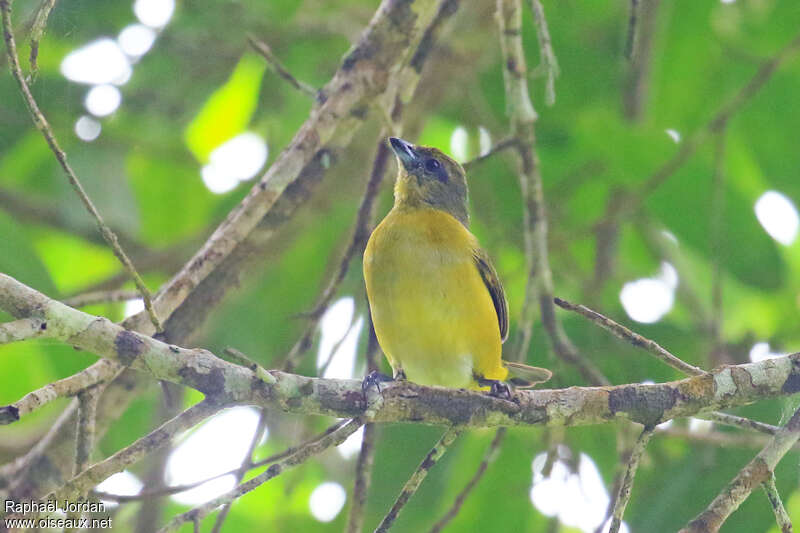 Organiste de Trinidad femelle adulte, identification