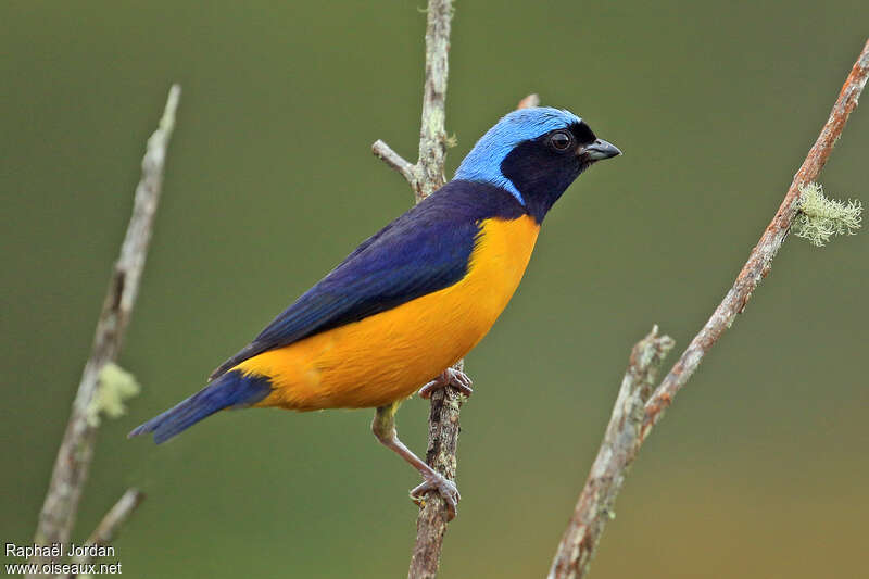 Golden-rumped Euphonia male adult breeding, identification