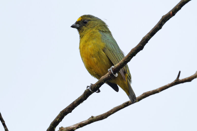 Bronze-green Euphonia male adult