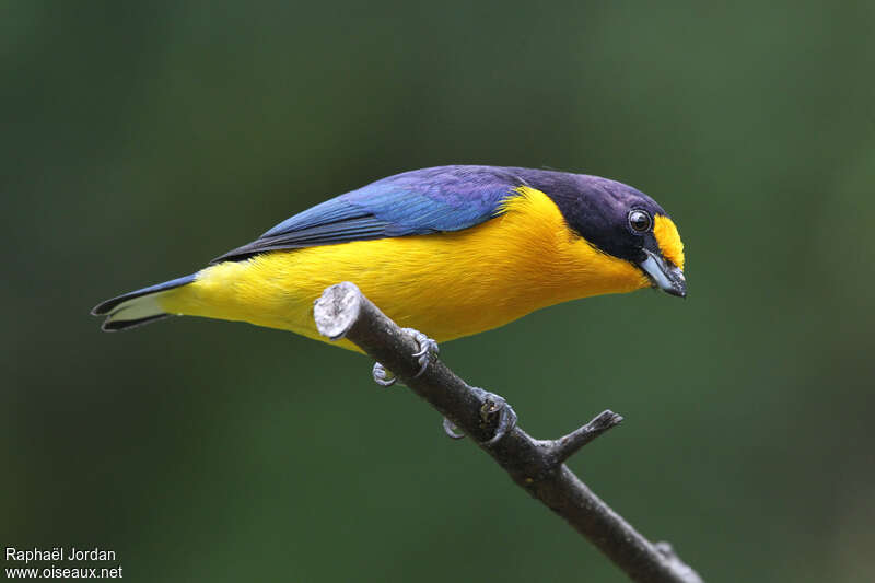 Violaceous Euphonia male adult, Behaviour