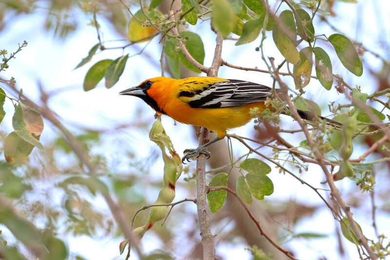 Oriole à dos rayé