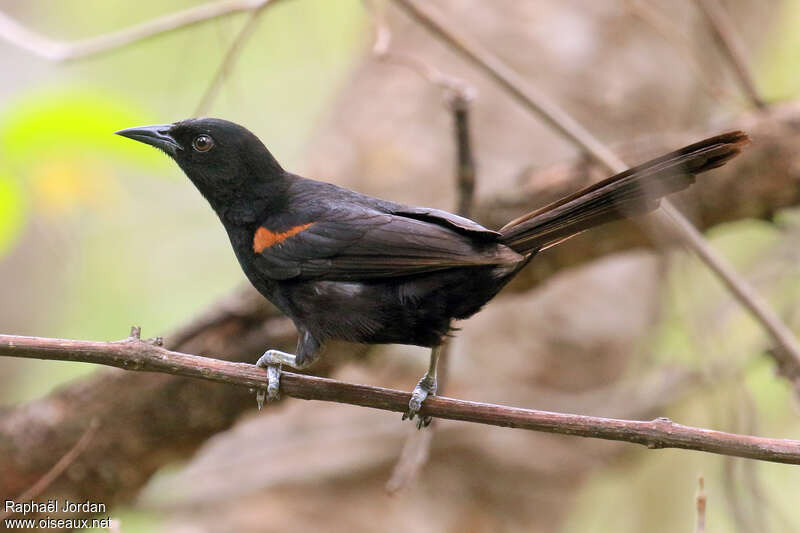 Oriole à galonsadulte, identification