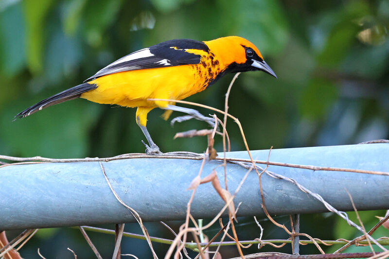 Spot-breasted Oriole