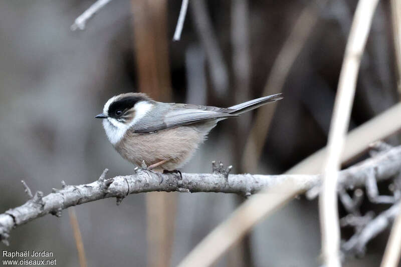 White-throated Bushtit