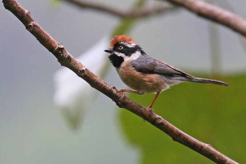 Black-throated Bushtitadult