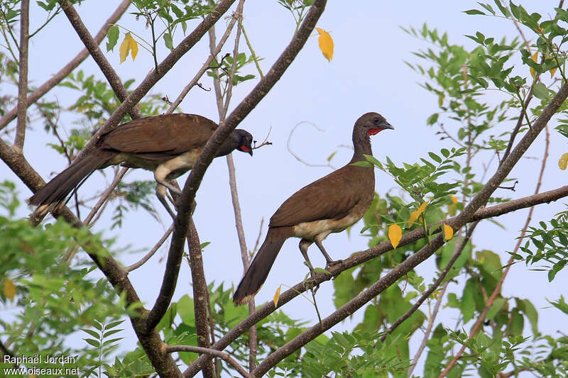 Ortalide à ventre blancadulte, identification