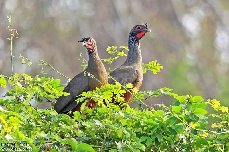 Ortalide à ventre marronadulte