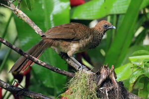 Ortalide araucuan